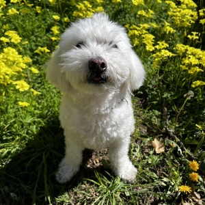 Fundraising Page: JoJo Bravo